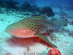 this leopard shark is usually found laying on the bottom ... by David Crutchley 
